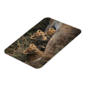 Trio of Six Week old Lion cubs sitting Magnet (Linke Seite)