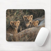 Trio of Six Week old Lion cubs sitting Mousepad (Mit Mouse)