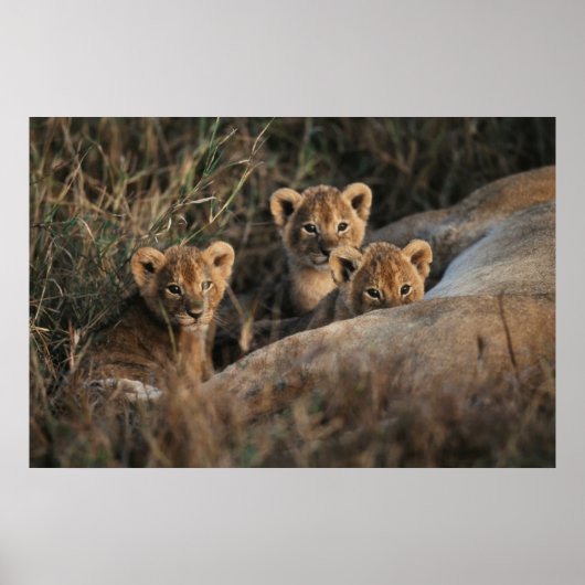 Trio of Six Week old Lion cubs sitting Poster (Vorne)