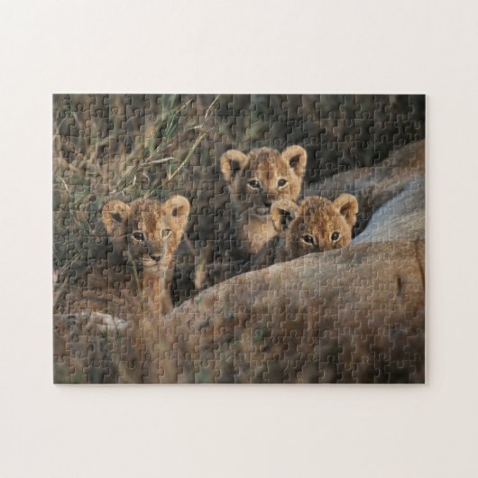 Trio of Six Week old Lion cubs sitting Puzzle (Horizontal)