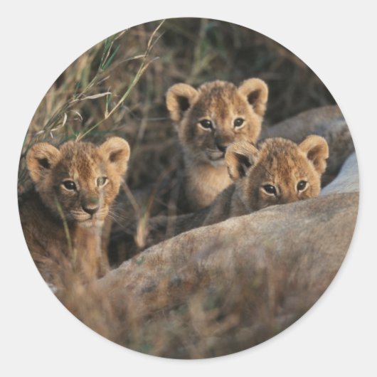 Trio of Six Week old Lion cubs sitting Runder Aufkleber (Vorderseite)