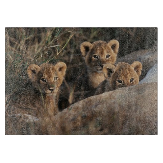 Trio of Six Week old Lion cubs sitting Schneidebrett (Vorderseite)