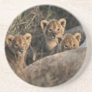 Trio of Six Week old Lion cubs sitting Untersetzer