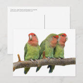 Trio-Postkarte getweetet Postkarte (Vorne/Hinten)
