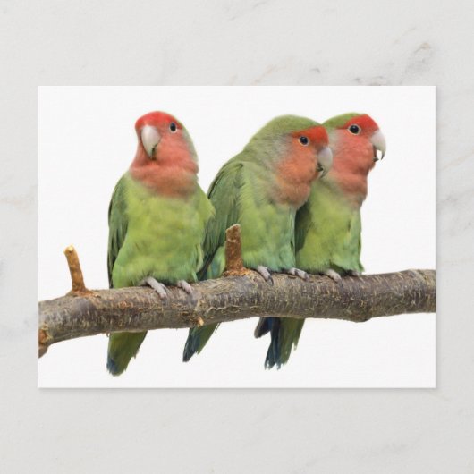 Trio-Postkarte getweetet Postkarte (Vorderseite)