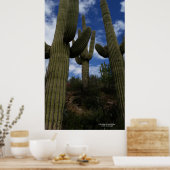 Trio saguaro cactus Arizona wüstenblauer Himmelswo Poster (Küche)