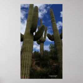 Trio saguaro cactus Arizona wüstenblauer Himmelswo Poster