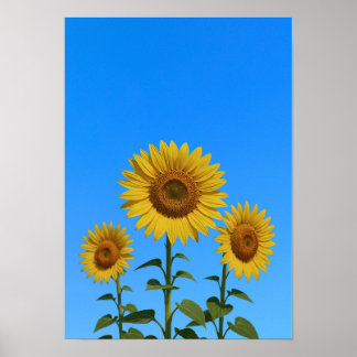 Trio Sunblumen Poster