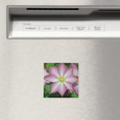 Trio von Clematin Rosa und Weißer Frühling Wein Magnet (In Situ (Geschirrspüler))