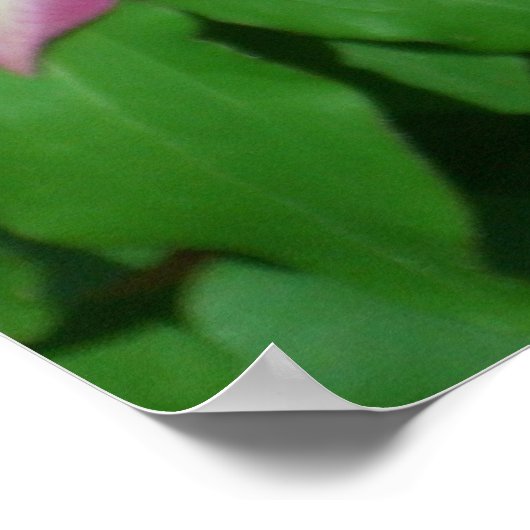 Trio von Clematin Rosa und Weißer Frühling Wein Poster (Ecke)