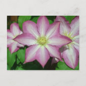 Trio von Clematin Rosa und Weißer Frühling Wein Postkarte (Vorderseite)