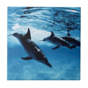 Trio von Delfinen Fliese
