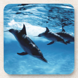 Trio von Delfinen Getränkeuntersetzer