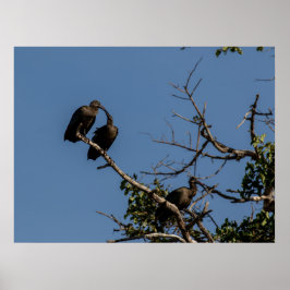 Trio von Hamerkops in der Kanopie Poster