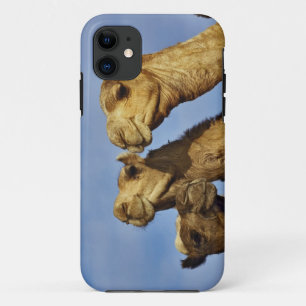 Trio von Kamelen, Kamelmarkt, Kairo, Ägypten Case-Mate iPhone Hülle