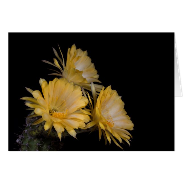 Trio von Karl der Große (Vorderseite (Horizontal))