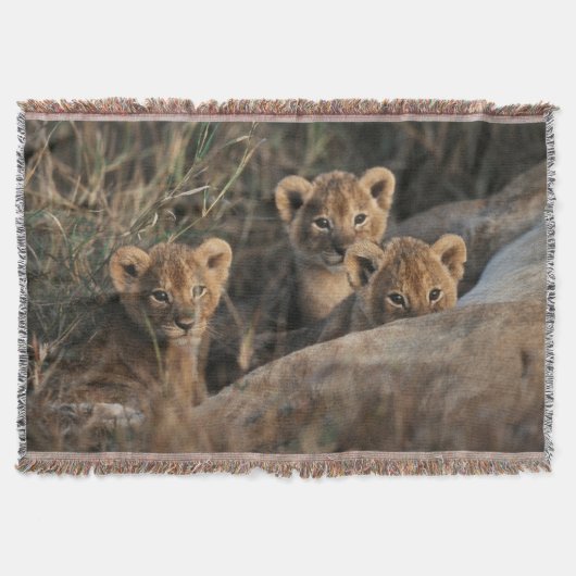 Trio von Lion Cubs mit Mutter Decke (Vorderseite)