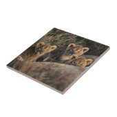 Trio von Lion Cubs mit Mutter Fliese (Seite)