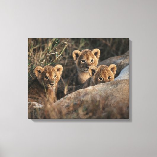 Trio von Lion Cubs mit Mutter Leinwanddruck (Vorderseite)