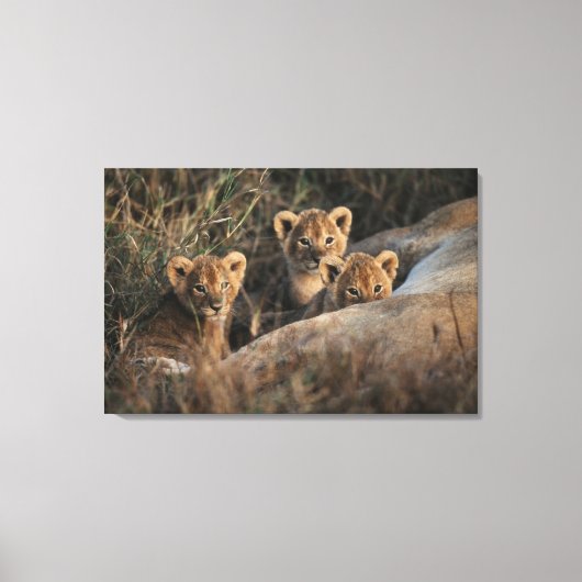 Trio von Lion Cubs mit Mutter Leinwanddruck (Vorderseite)