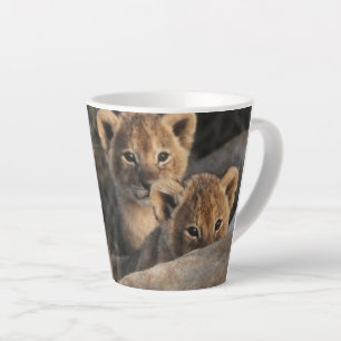 Trio von Lion Cubs mit Mutter Milchtasse