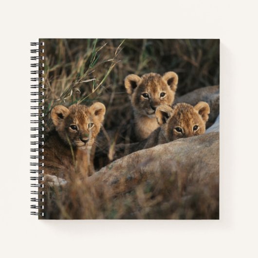 Trio von Lion Cubs mit Mutter Notizblock (Vorderseite)