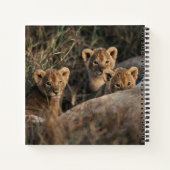 Trio von Lion Cubs mit Mutter Notizblock (Rückseite)