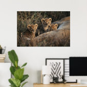 Trio von Lion Cubs mit Mutter Poster (Heimbüro)
