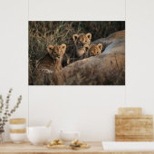 Trio von Lion Cubs mit Mutter Poster (Küche)