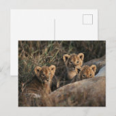 Trio von Lion Cubs mit Mutter Postkarte (Vorne/Hinten)
