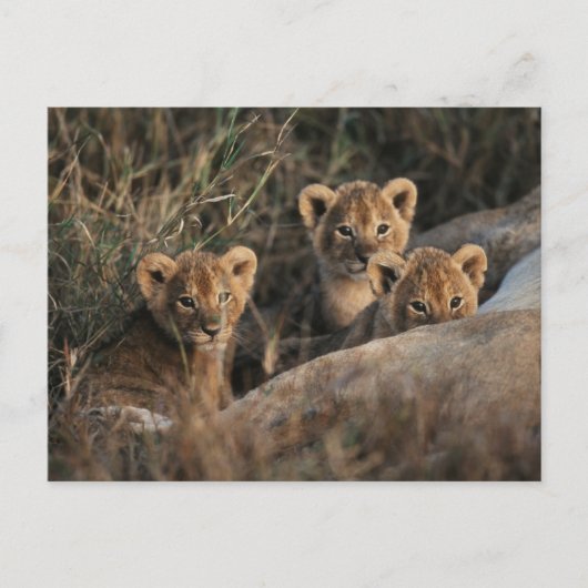 Trio von Lion Cubs mit Mutter Postkarte (Vorderseite)