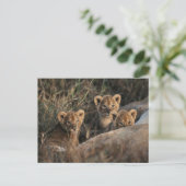 Trio von Lion Cubs mit Mutter Postkarte (Stehend Vorderseite)
