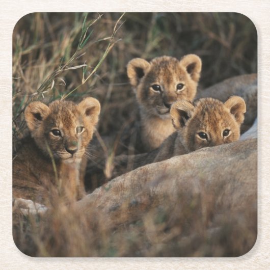 Trio von Lion Cubs mit Mutter Rechteckiger Pappuntersetzer (Vorderseite)