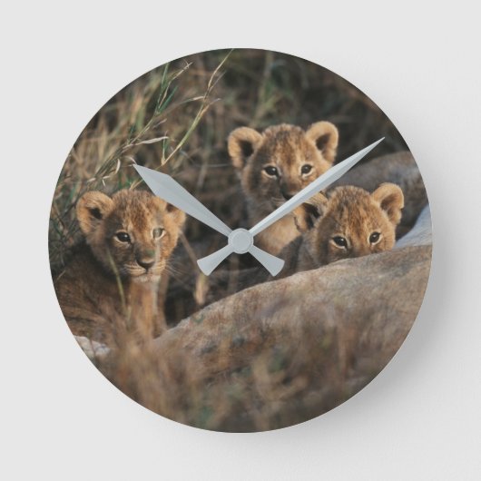 Trio von Lion Cubs mit Mutter Runde Wanduhr (Vorderseite)