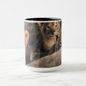 Trio von Lion Cubs mit Mutter Tasse (Zentrum)