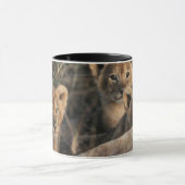 Trio von Lion Cubs mit Mutter Tasse (Zentrum)