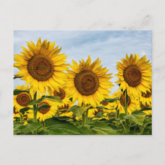 Trio von Sonnenblumen Postkarte