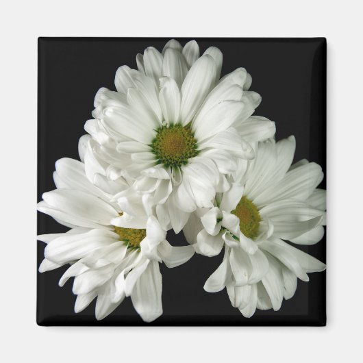 Triple Delight Magnet (Vorne)