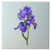 Triple Lila Iris Fliese (Vorderseite)