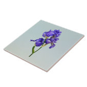 Triple Lila Iris Fliese (Seite)