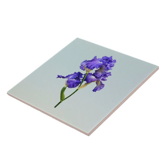 Triple Lila Iris Fliese (Seite)