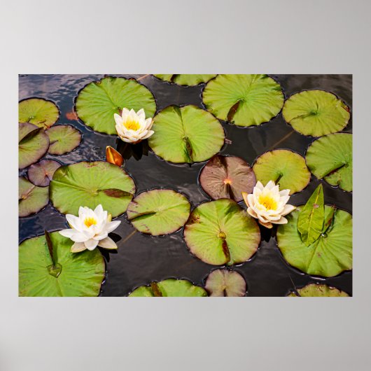 Triple Lotus & Lily Pad Musterplakat Poster (Vorne)