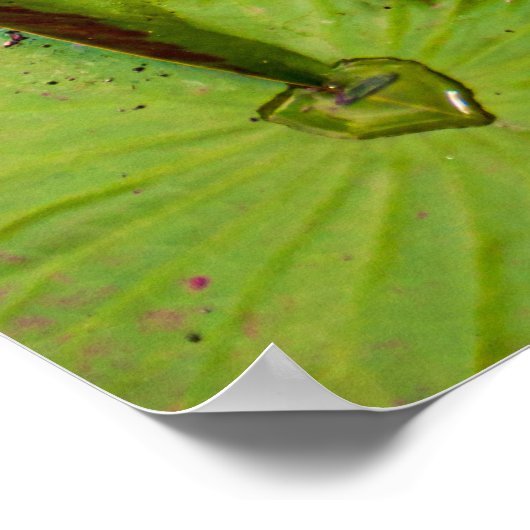 Triple Lotus & Lily Pad Pattern Poster (Ecke)