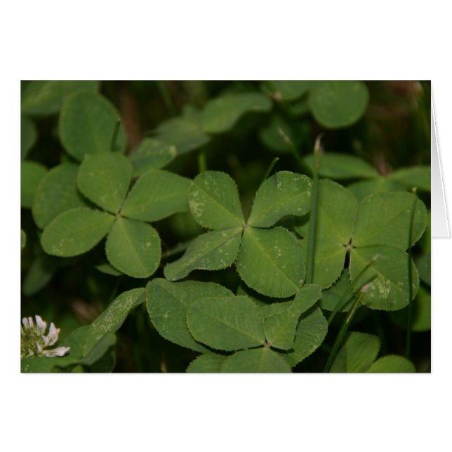 Triple-Luck-Karte (Vorderseite (Horizontal))