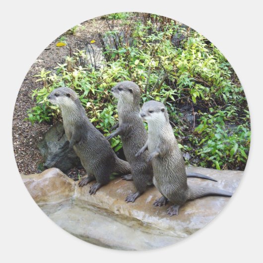 **"Triple Trouble: The Adventures of Otter Triole Runder Aufkleber (Vorderseite)
