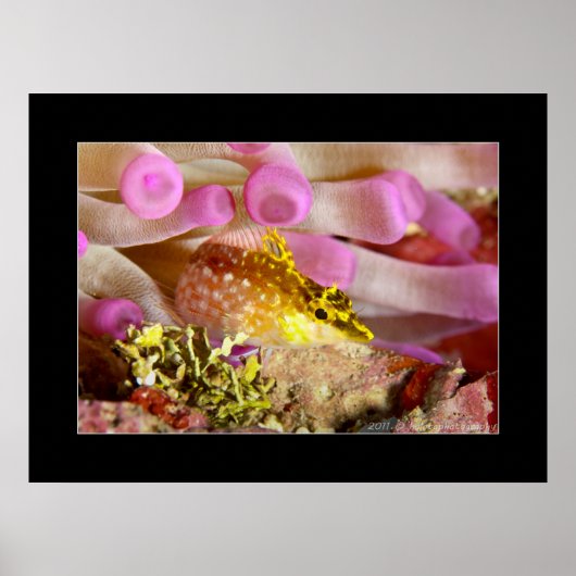 Triplefin Blenny Poster (Vorne)
