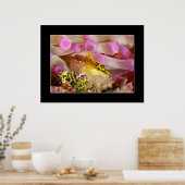 Triplefin Blenny Poster (Küche)