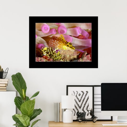 Triplefin Blenny Poster (Heimbüro)