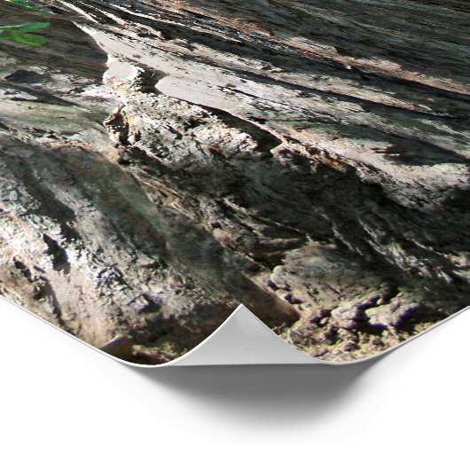 "Tripletrees", Muir Woods Poster (Ecke)