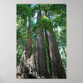 "Tripletrees", Muir Woods Poster (Vorne)